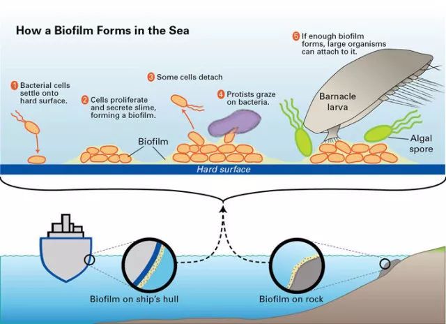 Cavitation Underwater Cleaning|Hull cleaning